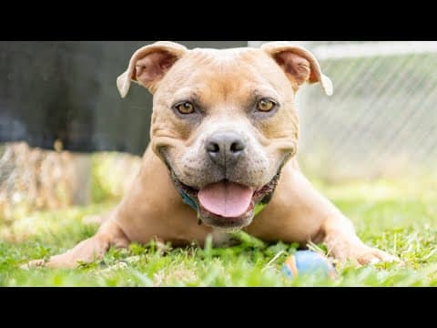 Humane Society of Charles County gives advice on adopting a pet