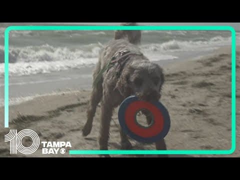 Families visit Fort De Soto Park's Dog Beach for first time since parking fee increases