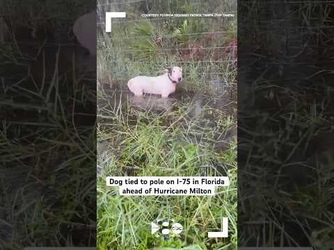 Florida Highway Patrol rescues dog tied to pole on I-75 near Bruce B. Downs Blvd.