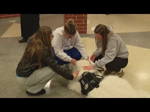 Grove City police has a new therapy K-9