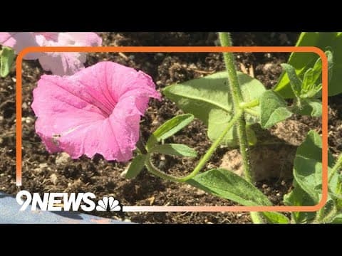 Proctor's Garden: Things that are safe to plant in May