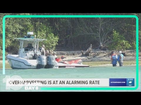 FWC issues 20 citations for overharvesting this summer in Manatee County