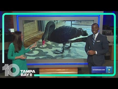 Rare black swans spotted in Citrus County