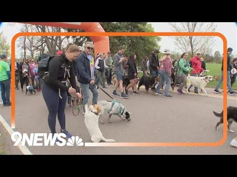 Dogs take over Washington Park for Furry Scurry