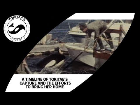 A timeline of Tokitae's capture and the efforts to bring her home