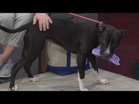 LASPCA | Ways to enrich your pet’s life