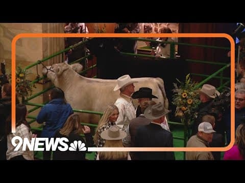 Grand champion steers of 2024 Stock Show visit Brown Palace hotel