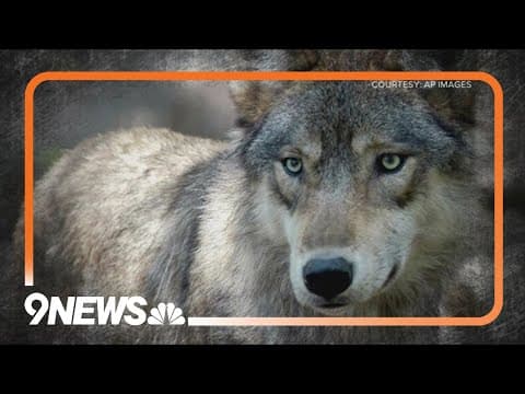 Calf killed by wolves in Jackson County
