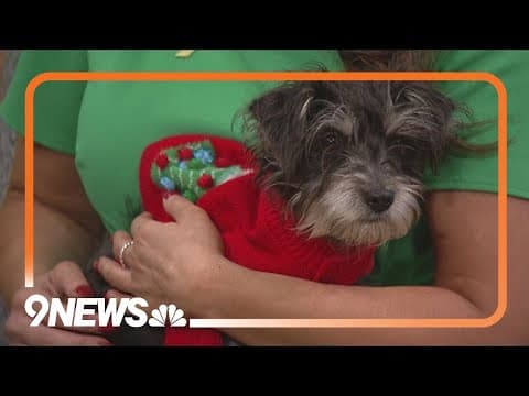 Meet the 'Yorkie Four' at Maxfund