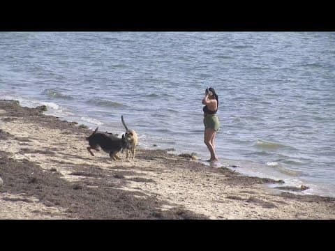 This San Diego dog park was named best in America