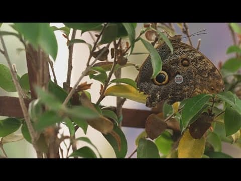Dallas Zoo unveils new butterfly exhibit