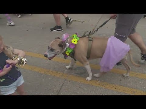 Krewe du Pooch shows off Southeast Louisiana's best in show