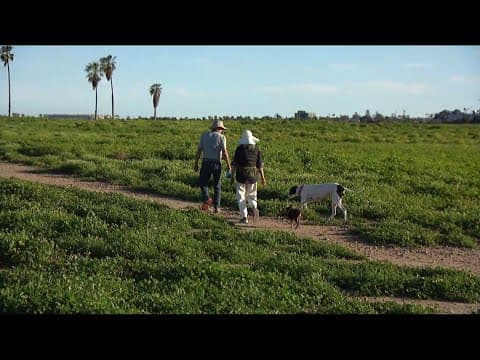 Social posts spark fear about rat poisoning at Fiesta Island Dog Park