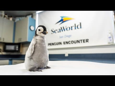 SeaWorld Announces new Emperor Penguin chick