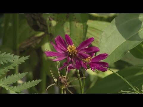 The Garden Girls on the best ways to make sure your garden survives the summer
