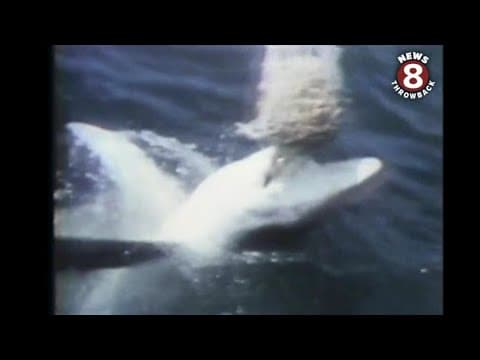 Interest, fear of sharks along CA beaches in 1975 after seeing the "Jaws" movie