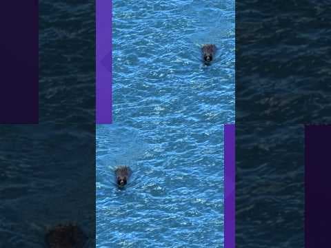 Bear Caught on Video Swimming Across Reservoir