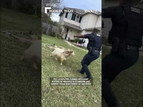 Ornery goat wrangled by deputies #shorts