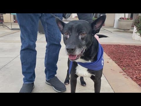 San Diego Mayor helping clear full San Diego animal shelters