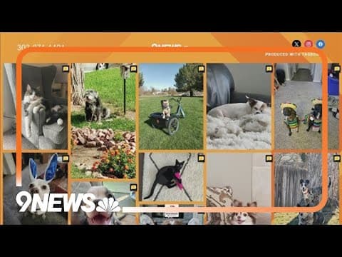 Love Your Pet Day | Send pictures of your pets to 9NEWS!