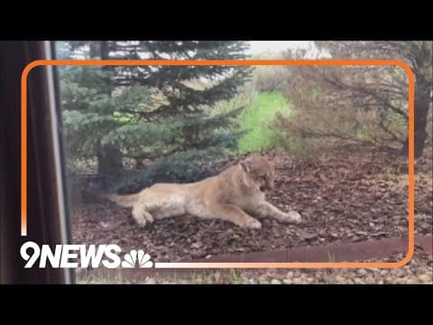 Staggering disease confirmed in Colorado mountain lion