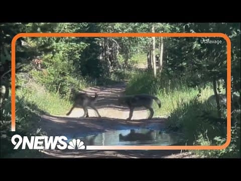 Colorado's new source for gray wolves is outside the U.S.