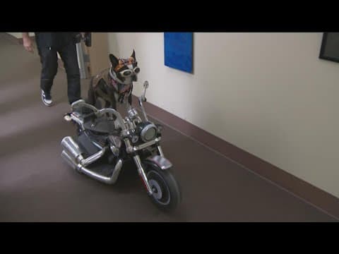 Beloved San Diego canine, Chopper the Biker Dog, has passed away