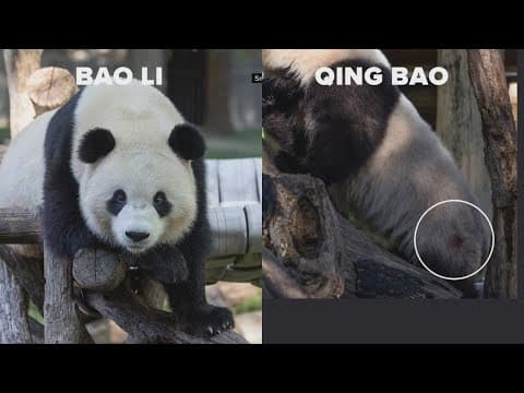 How to tell the National Zoo pandas apart