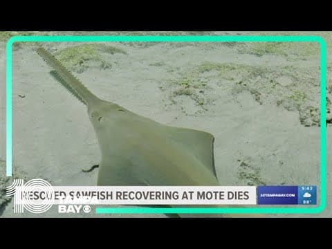 Sawfish is euthanized after rescuers try to rehabilitate it