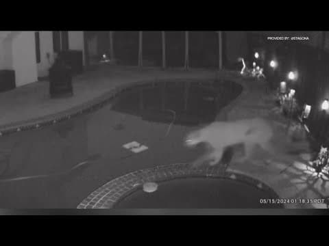 Mountain lion caught on camera roaming through backyard