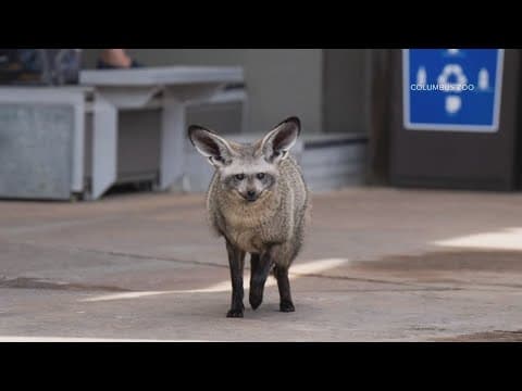 Columbus Zoo’s bat-eared fox passes away