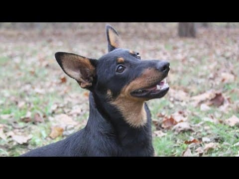 American Kennel Club is welcoming a new breed to compete in dog shows all over the country