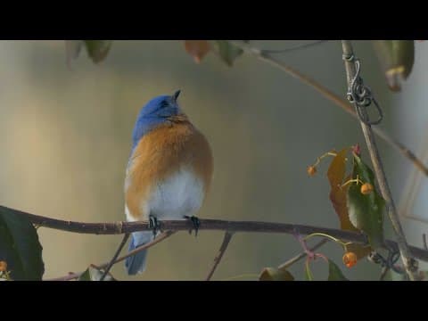 Volunteers work to save birds from window collisions