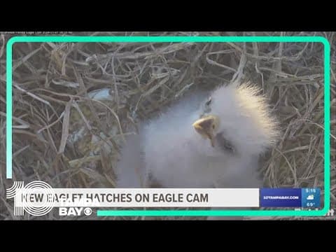 Southwest Florida eagles welcome newest member of family just in time for 2024