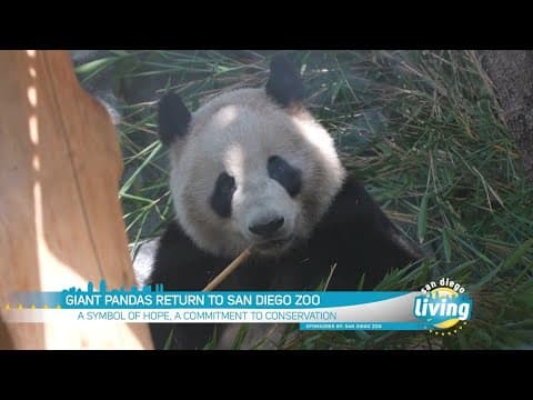 Giant Pandas Return to San Diego Zoo | San Diego Living