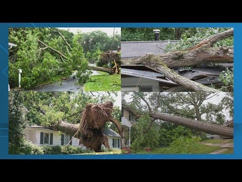 How to tell if a tree will fall