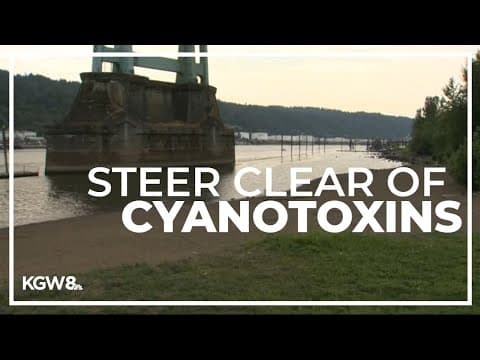 Portland area sees algae blooms and smog amid week of heat and humidity