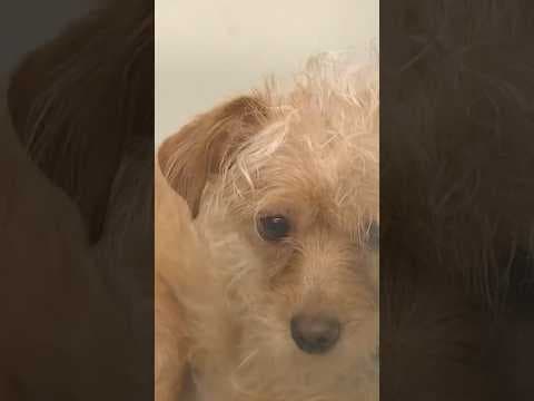 Animal shelter waives fees in Tacoma, says housing crisis has led more families to give up pets