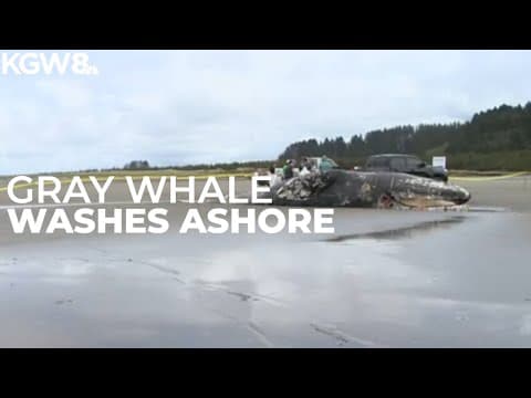 40-foot Gray Whale washes ashore in Long Beach