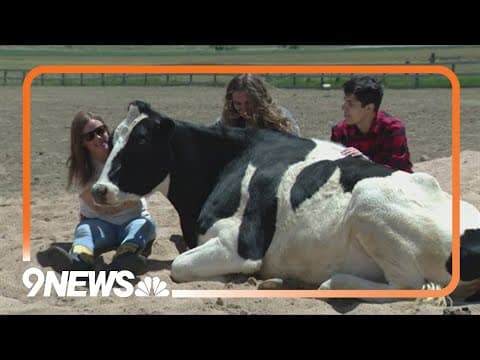 Animal sanctuary offers cow cuddle experience