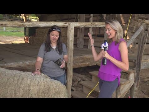 Sheep Shearing Day at Museum of Appalachia returns