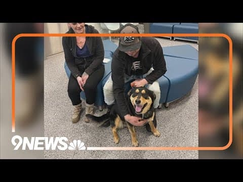 Man reunites with lost dog after she was spotted riding RTD bus