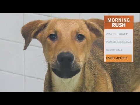 Adoptions wanted: Dallas Animal Services offering PetCo gift card