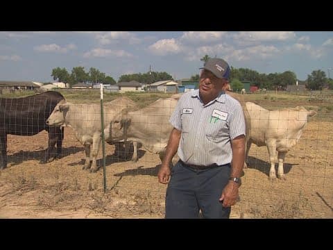 Summer drought taking a toll on Greater Houston-area cattle ranchers, farmers