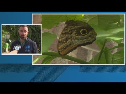 The Butterfly Experience to open Thursday in Brookside Gardens