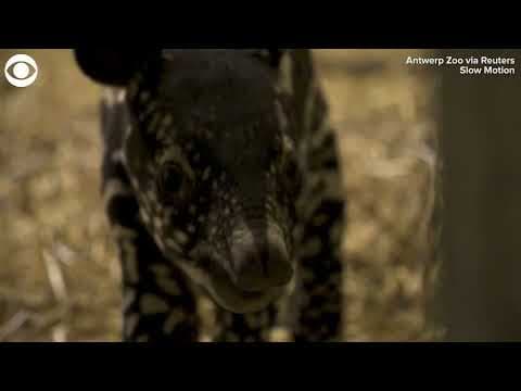 Baby tapir hops around enclosure with mom