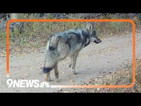 CPW announces operation to capture a fifth wolf pup from the Copper Creek pack