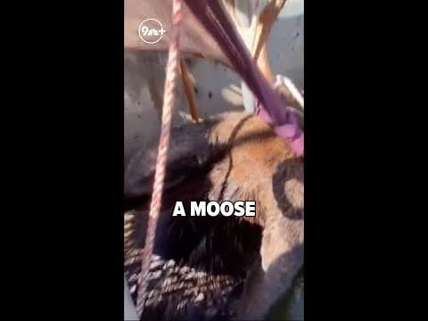 Moose trapped in canal rescued with crane