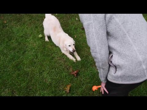 Tips to keep your furry friends safe this Thanksgiving