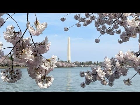 WATCH LIVE: Peak Bloom 🌸 at the Tidal Basin